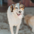 Sandy